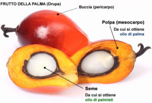 palma-frutto